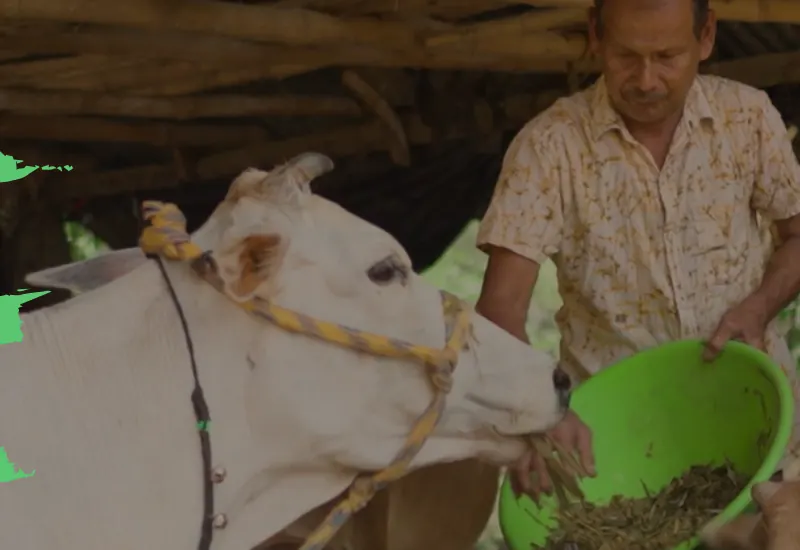 Farmer feeding green fodder to a cow